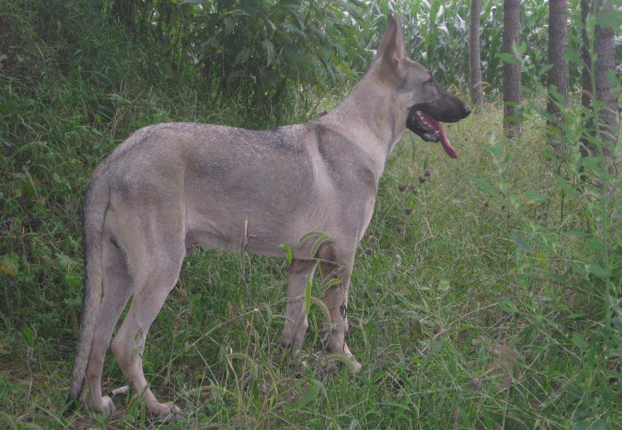 狼狗和德牧有区别吗,狼狗跟德牧有什么区别
