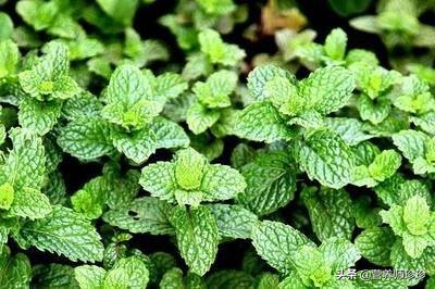 薄荷和什么煲祛风的效果好,哪种薄荷有祛风散寒作用