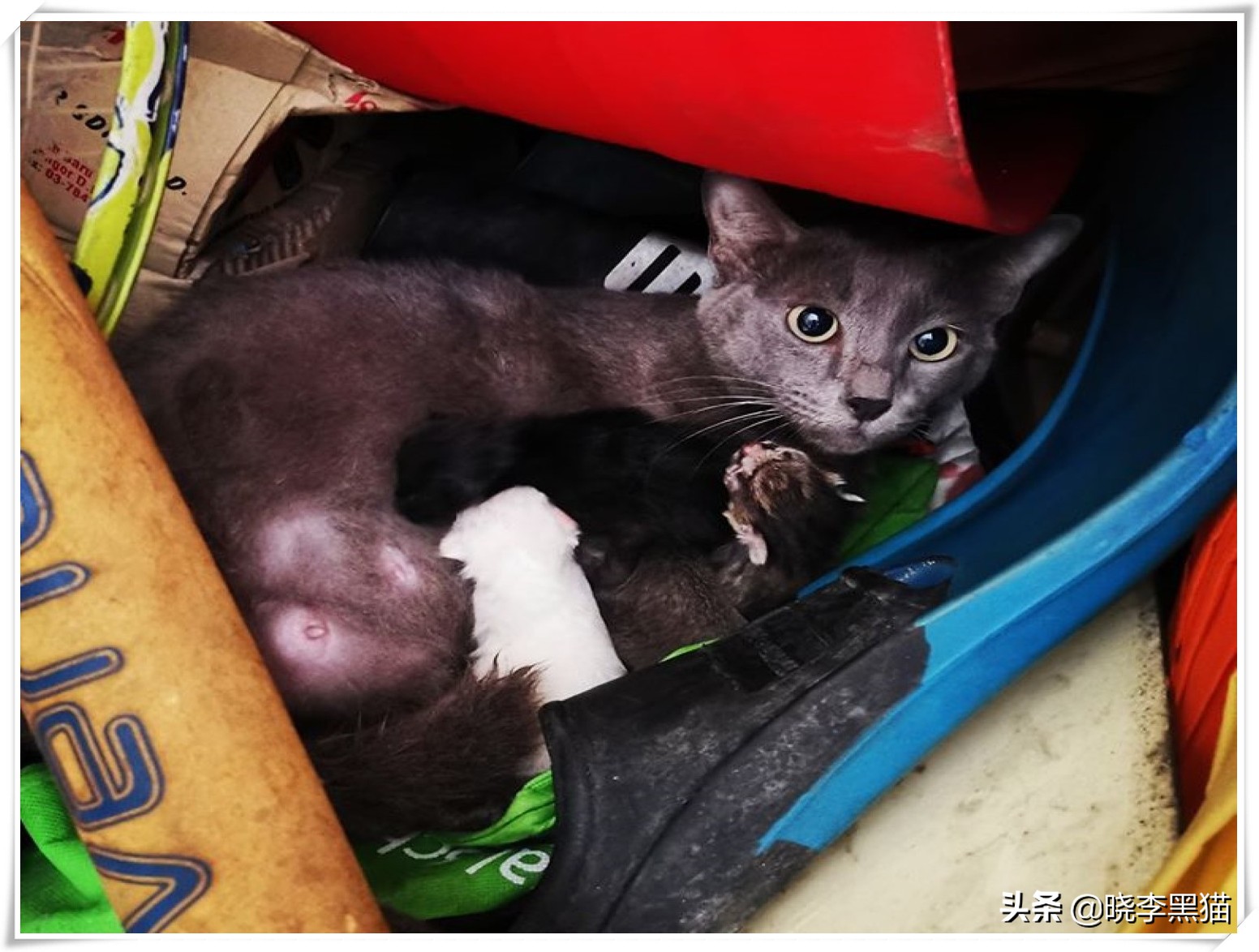 “情商”180，一只“社会”的小猫咪是怎么样炼成的？今天来教你