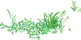 关于板蓝根介绍,板蓝根灭绝经历