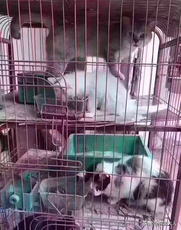 万字长文,分享自己养猫的真实经验,只愿每一只毛孩都能获得善待