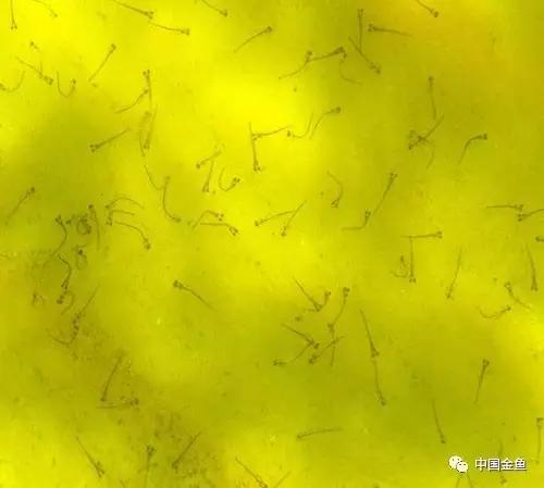 金鱼要配对繁殖吗多久可以繁殖,家庭养殖的草金鱼能自然繁殖吗