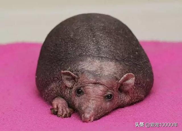 生活压力大头发掉,生活压力大导致掉头发