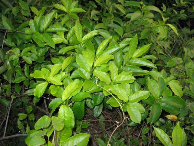 各个属相的幸运植物,十二属相的吉祥植物是什么