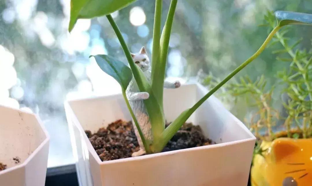 猫和老鼠汤姆沙雕手办,蜘蛛侠沙雕手办搞笑视频