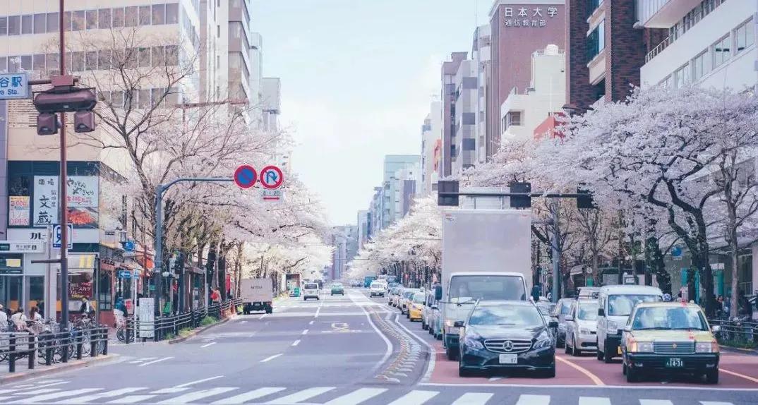 樱花前线2022年,2022第一场樱花