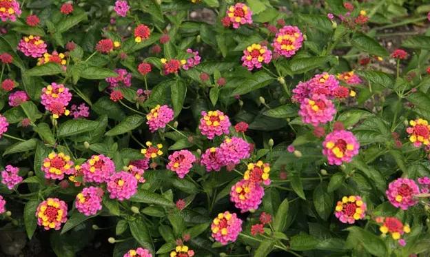 五色梅有没有毒,五色梅有毒还敢养吗