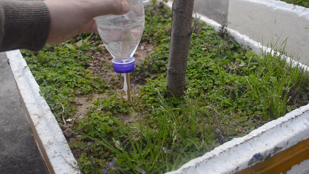 自制浇水器用棉签能用两月吗,用棉签做自动浇水器