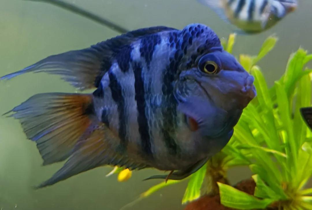 鹦鹉鱼可以跟迷你鹦鹉鱼一起养吗,迷你鹦鹉鱼和鹦鹉鱼能混合吗