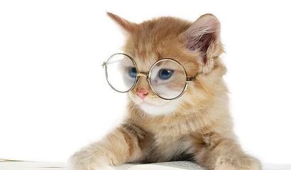 猫用什么益生菌最好,什么益生菌对猫好又见效快