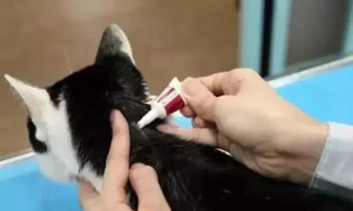 体外驱虫会导致猫咪死亡吗,体外驱虫是杀死蜱虫吗