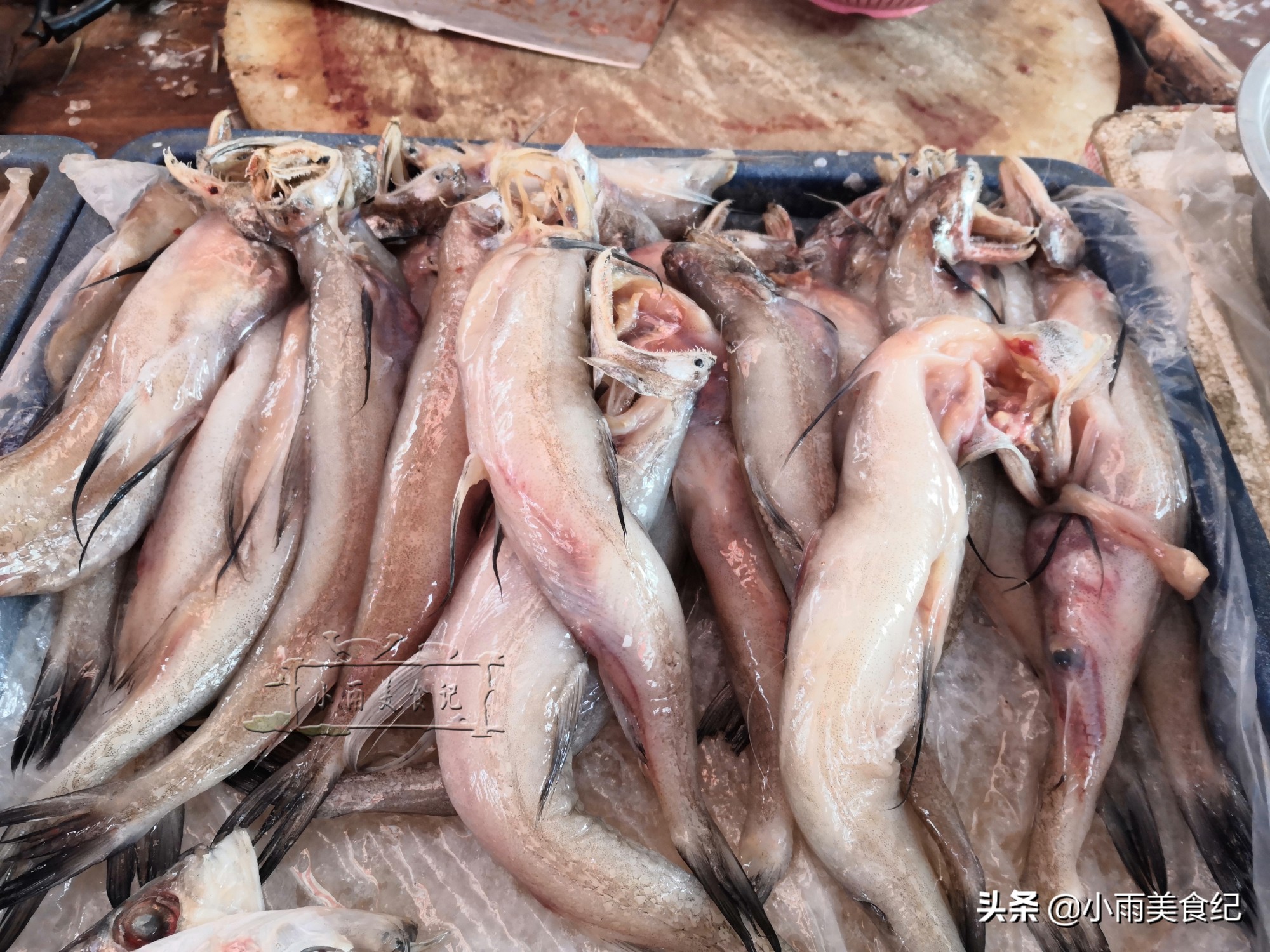 哪些食用鱼好吃又好养殖,什么食用鱼比较好养又有价值