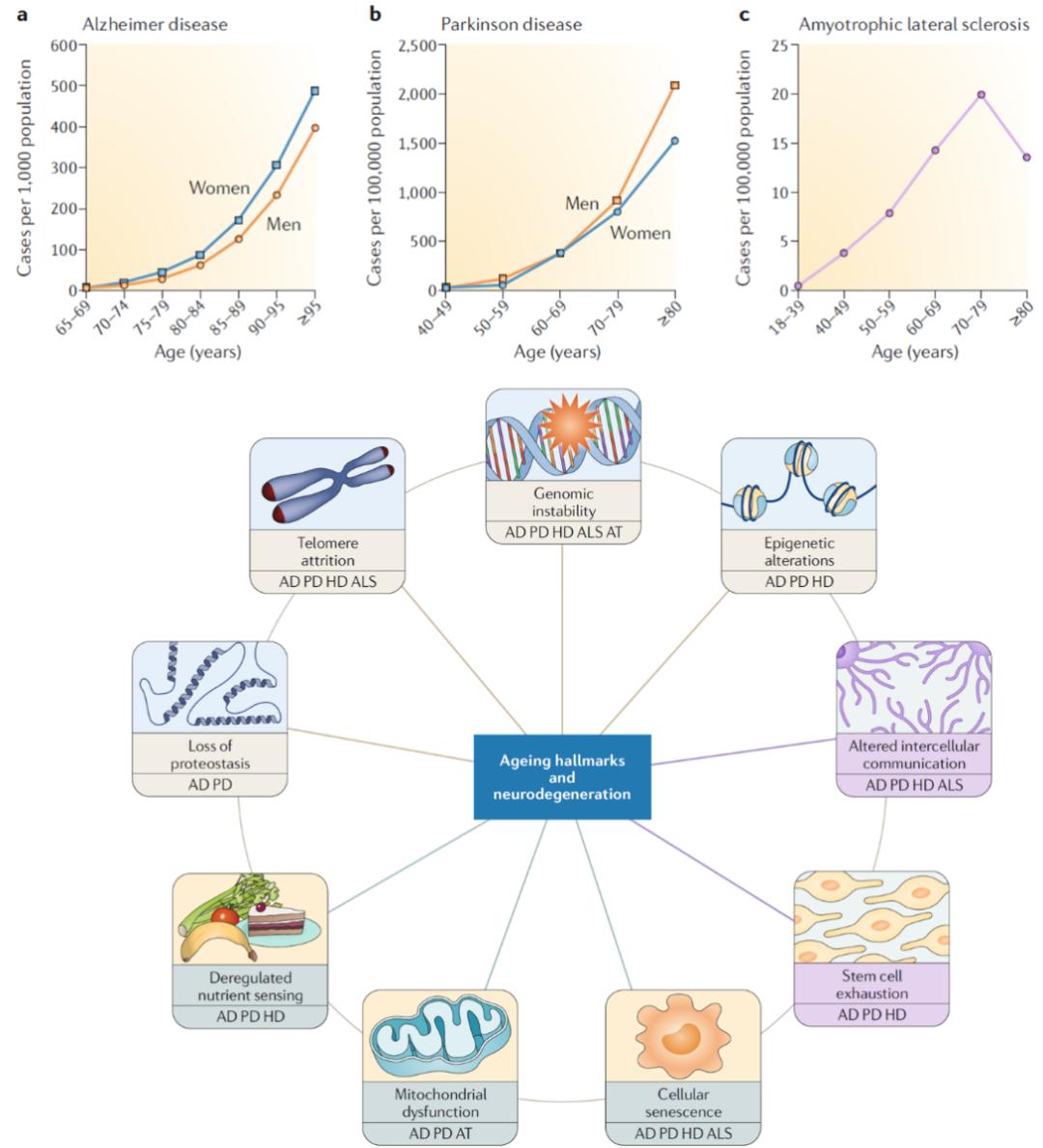 神经科学与神经退行性疾病,神经退行性疾病科研