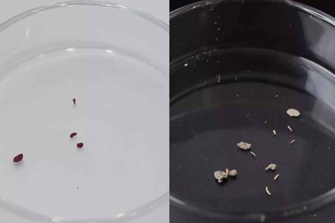 有黑头和没黑头有什么区别,没有长过黑头却长黑头怎么办