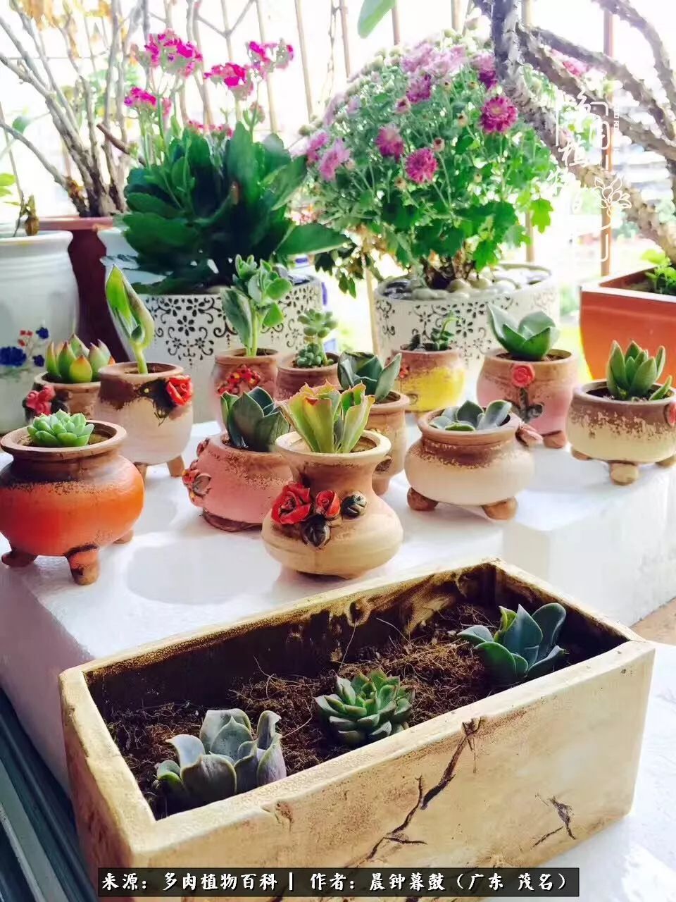 轻轻地告诉你,我的多肉也曾美过,不信你看看
