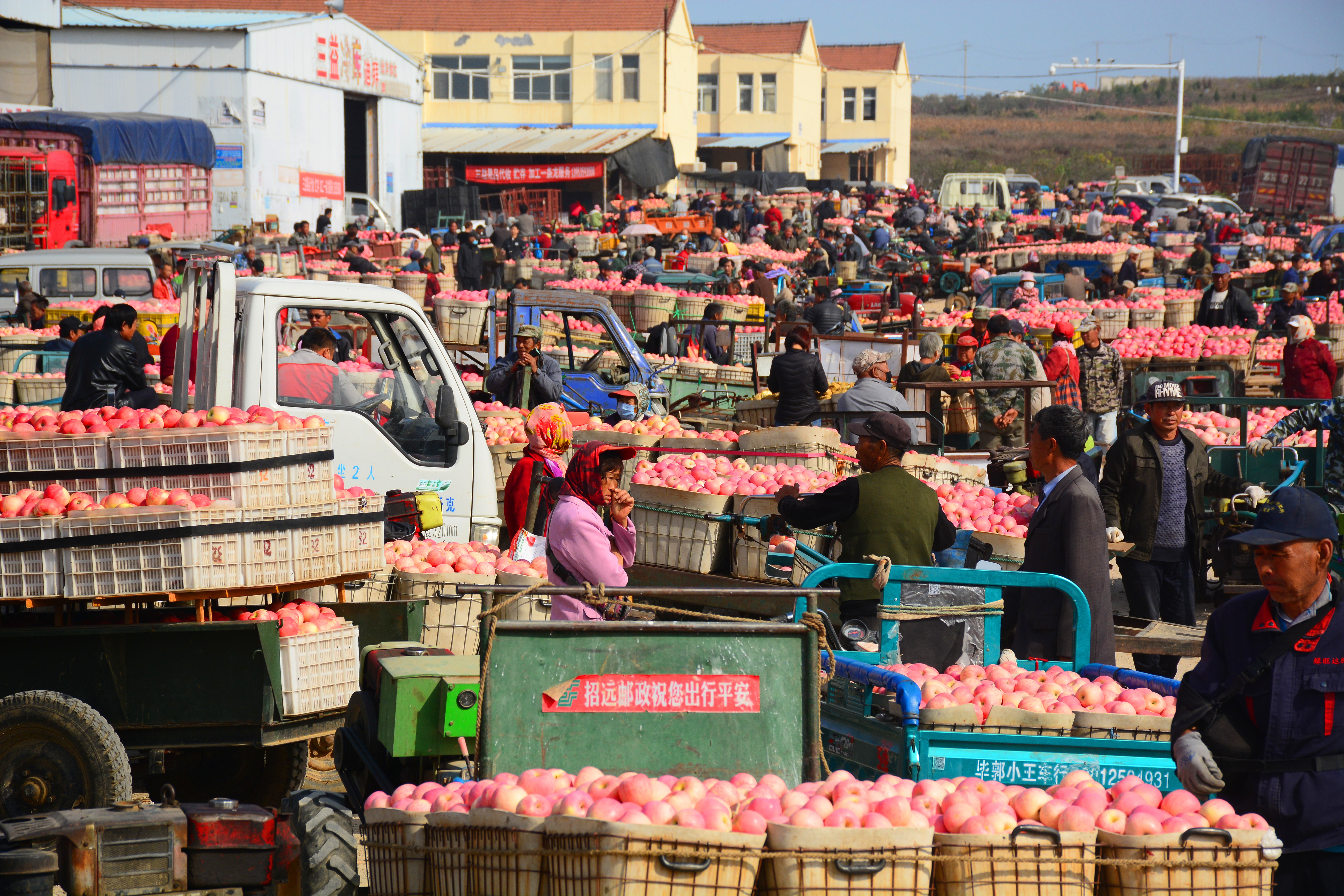 烟台苹果价格分析表,烟台蓬莱苹果价格表