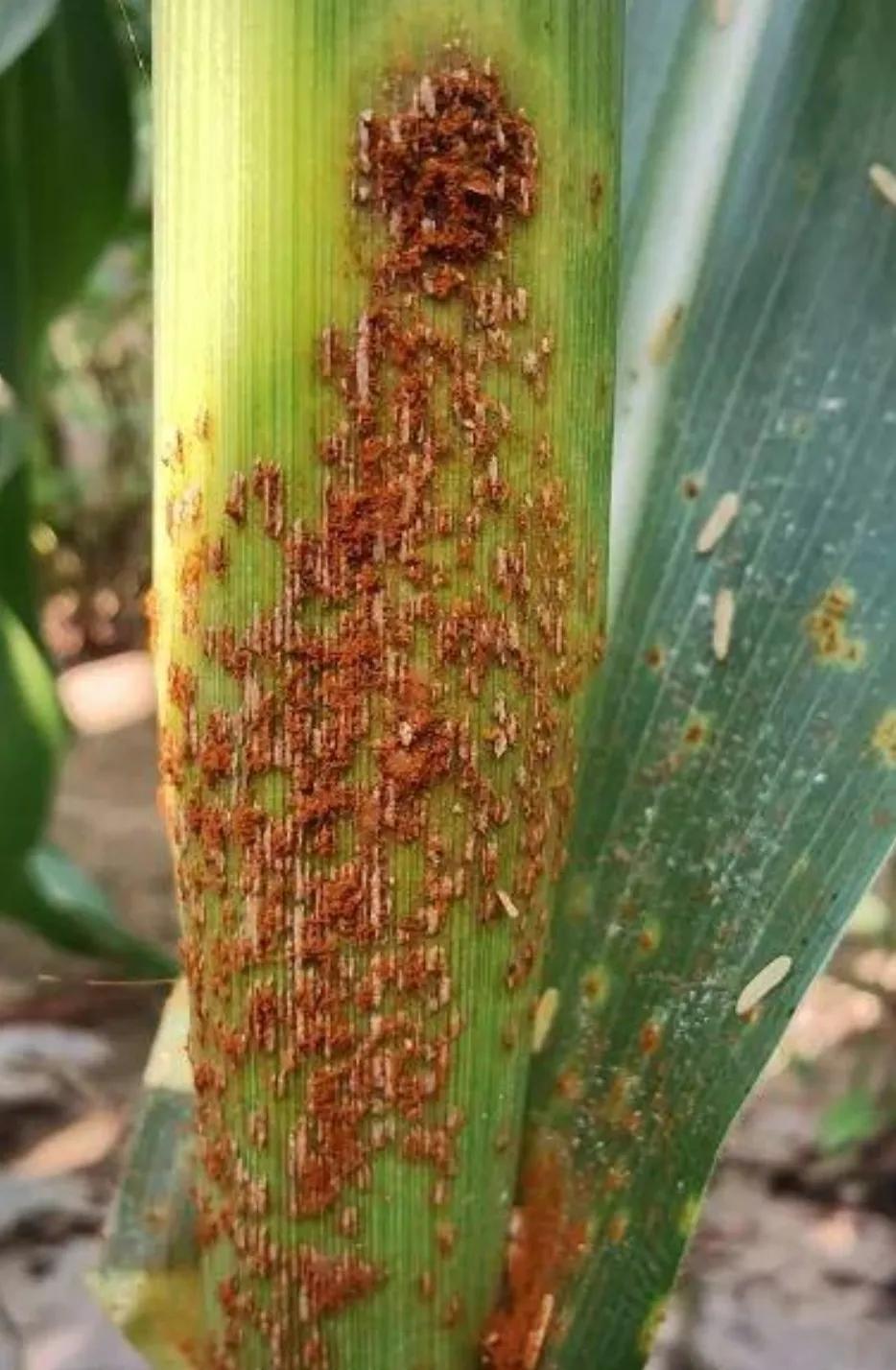 2020年啥时候玉米挂牌,玉米啥时候挂牌