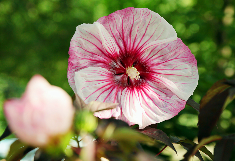 精灵之约•节气“植”说│上海的二十四节气花园小暑