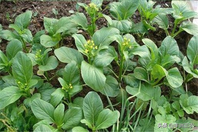 菜心露天栽培好还是大棚栽培,广东菜心无土栽培技术要点