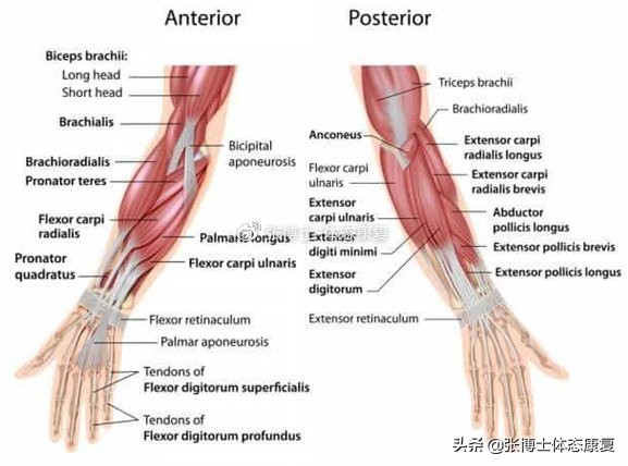「功能训练」手腕僵硬无力不灵活，试试这几个动作吧