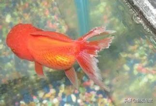 金鱼烂鳍烂尾用什么药治疗,金鱼烂尾烂鳍怎么治疗