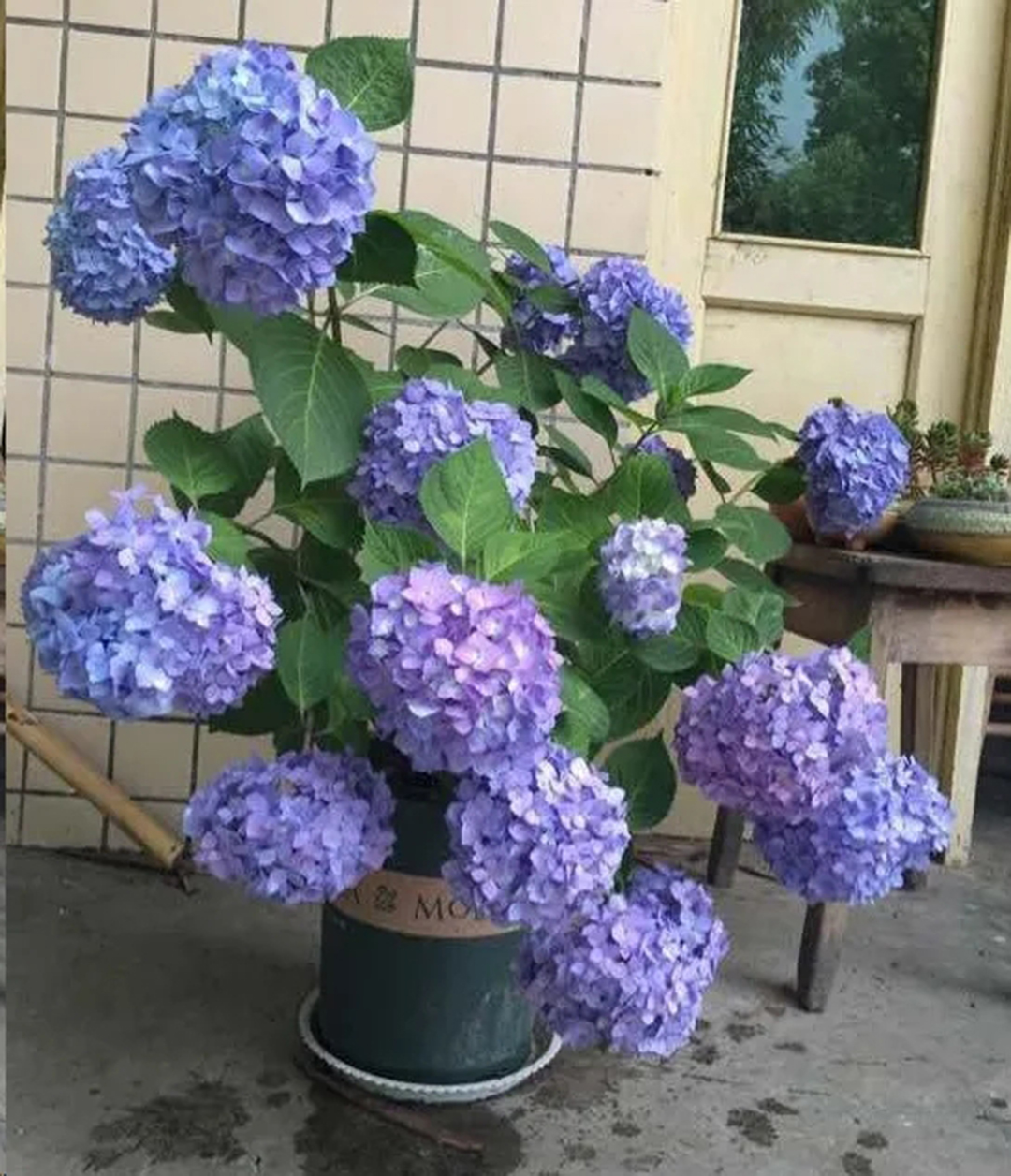 绣球盆土还湿为什么花却蔫了,绣球闷根护心土少了还能活吗