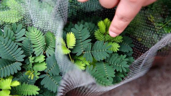 深夜去广州的花卉市场买花,如何逛斗南花卉市场买花便宜