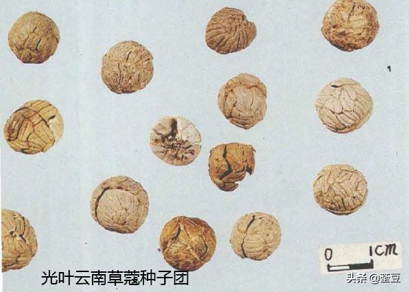 砂仁的好与坏的识别,如何辨别砂仁的真假