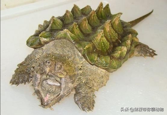 大鳄龟塌背翘甲怎么办,大鳄龟塌背是啥样的