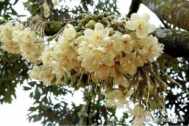 榴莲开花很漂亮,榴莲鲜花白色