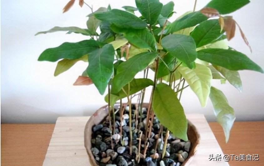 三种水果籽可以种花盆,3种水果籽土里长出盆栽果子