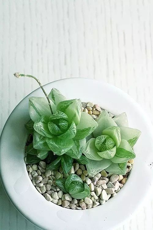 多肉植物好养又容易开花,长相怪异的9种多肉植物