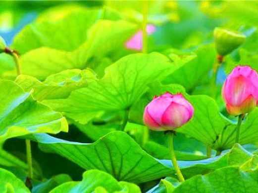 淮南有哪些旅游的地方,淮南旅游地方有哪些