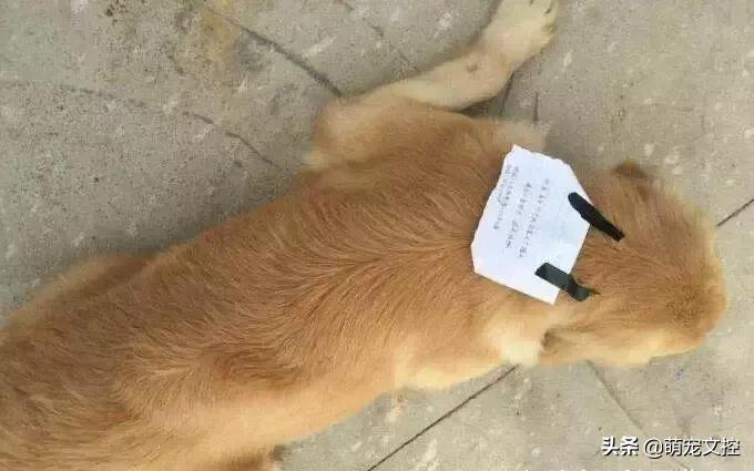 为什么猫咪出去了不认识主人了,猫咪出去回来后一直叫