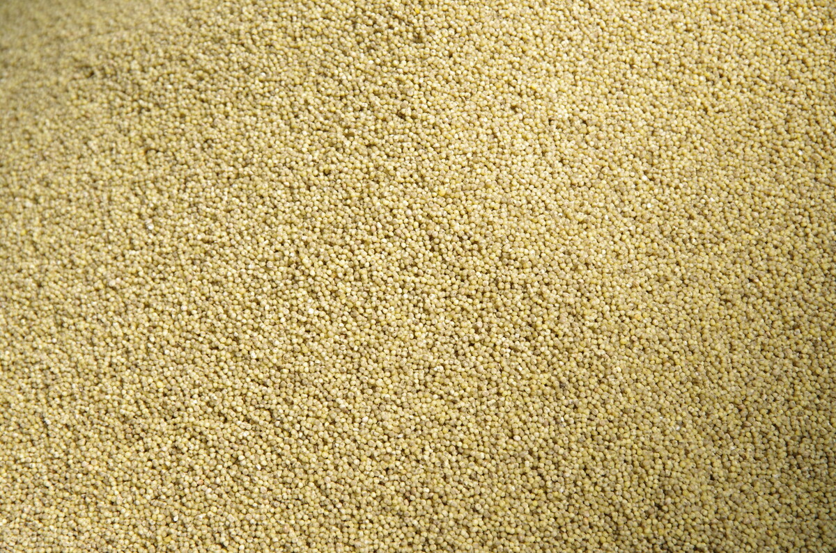 买小米是发黄好还是发白好,买小米怎么挑选才正确