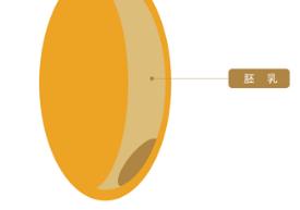 日本小麦粉的种类,日式强力粉与日式法式粉区别