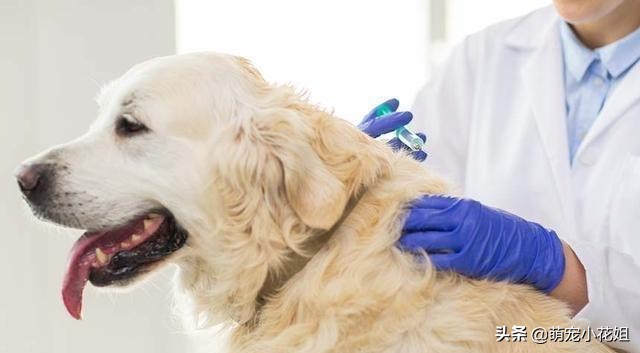 辟谣狗狗伤心,应激反应狗狗死亡