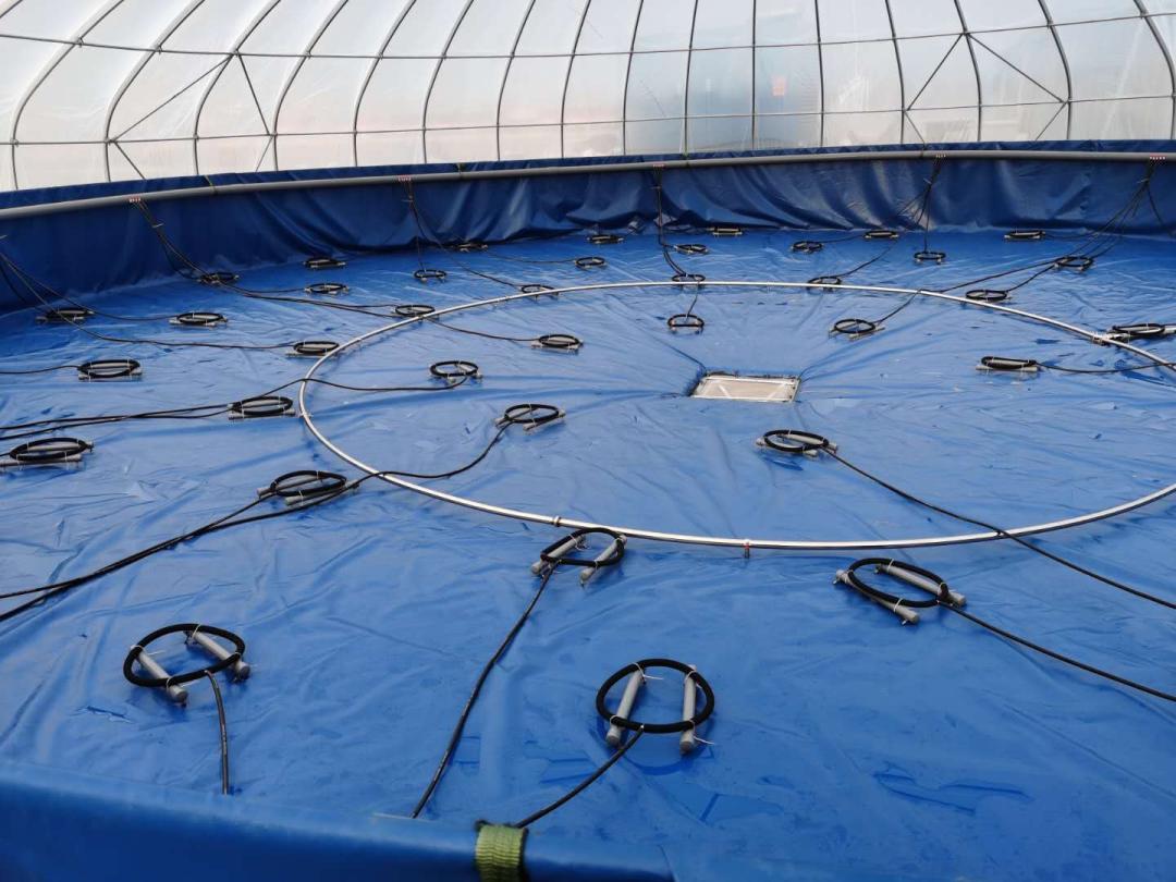 海白虾养虾技术新手入门,养海虾的技术和方法