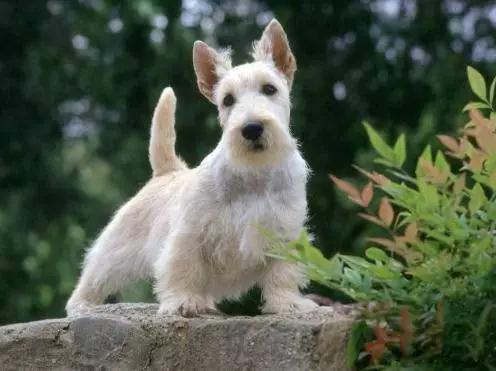 45种狗狗很难得一见你认识几种,45种最难得一见的狗