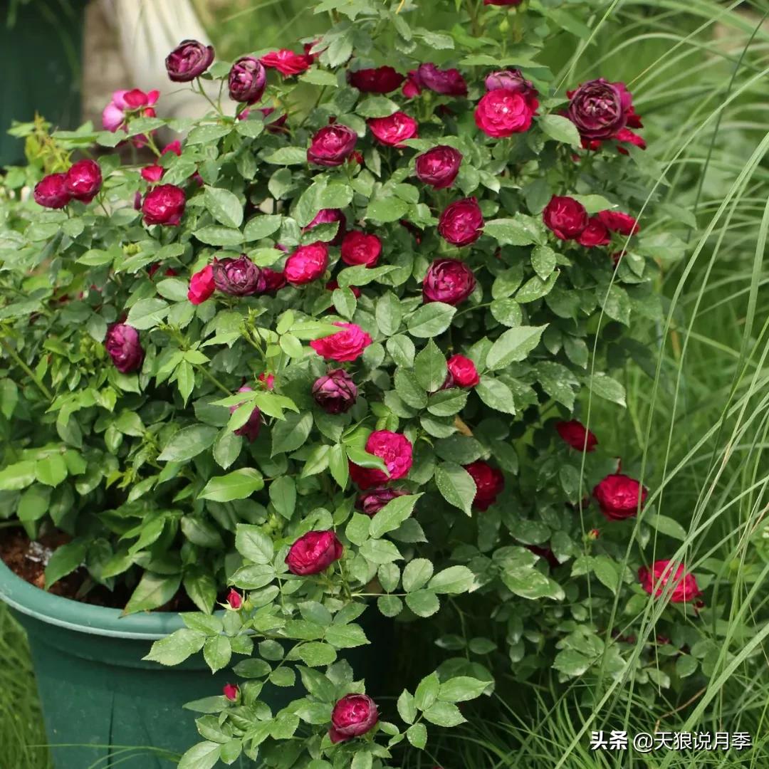 不容易，天狼自育终于打折了！空蒙只要50不到！