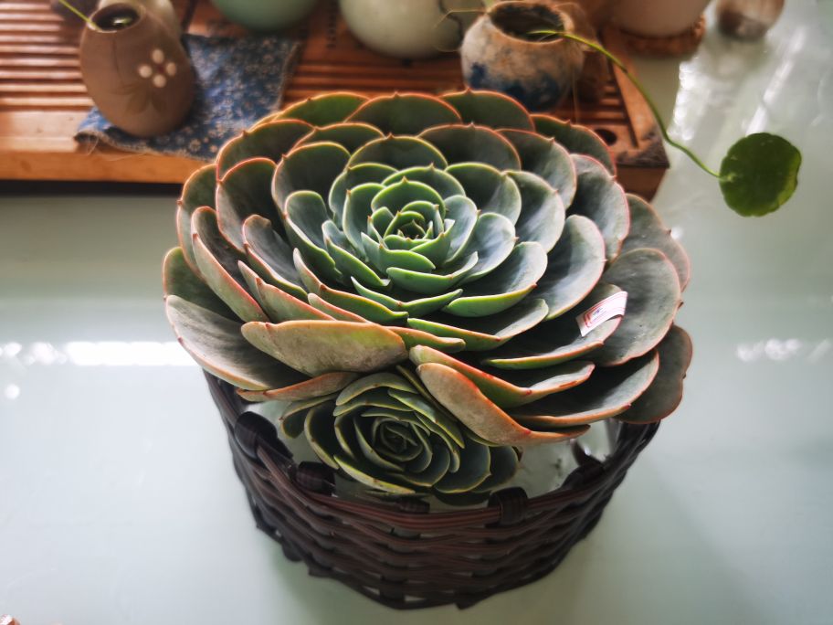 废旧塑料瓶做花盆过程,废旧塑料瓶制作花盆的视频