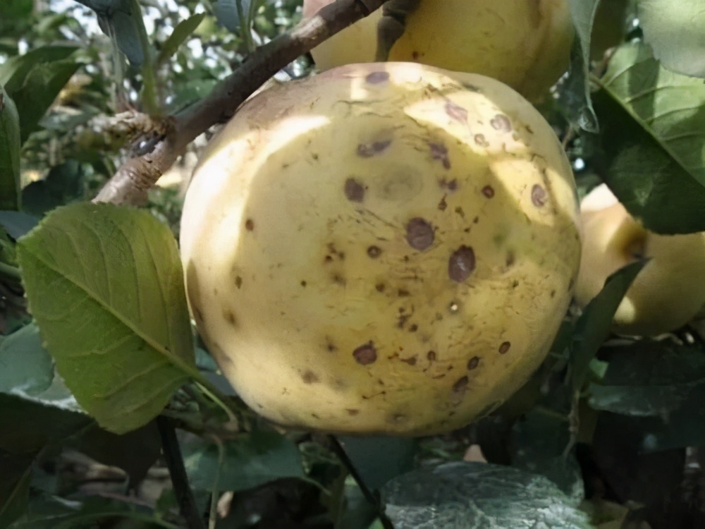 苹果苦痘病防治,苹果苦痘病症状及发生原因