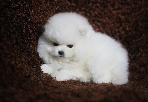 养博美前要改的习惯,博美养犬经验