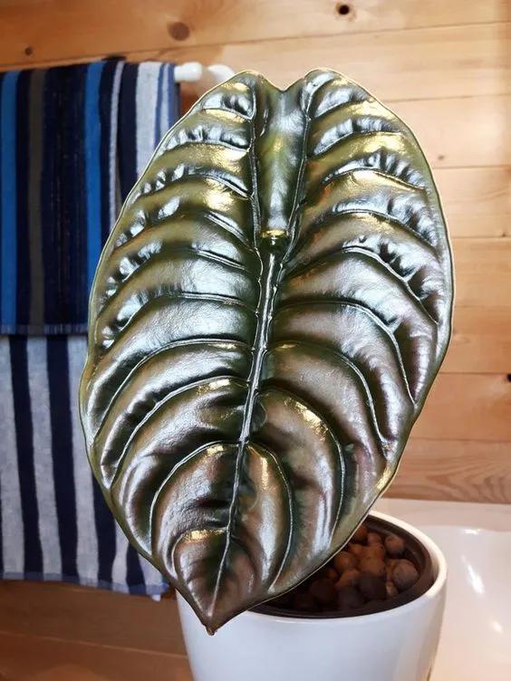 10片叶子的绿植,室内绿植盆栽一元