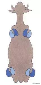 奶牛瘫痪症诊断,奶牛跛行的早期发现及五步修蹄法