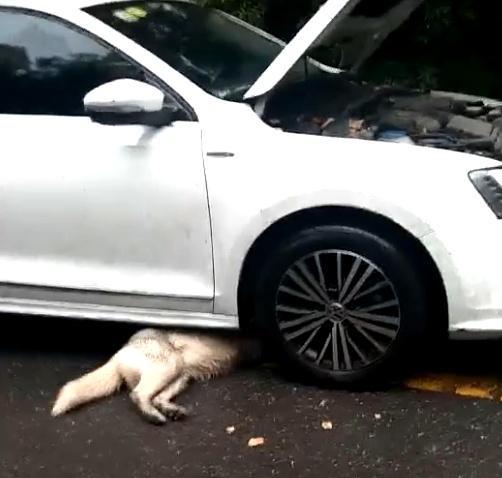 哈士奇拦车不让走，二哈：车可以走，引擎里的猫留下