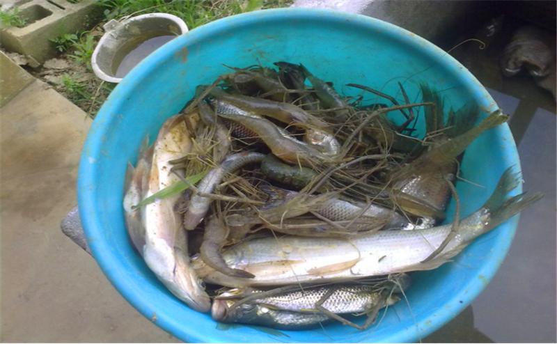 鱼塘里有黑鱼怎么解决,鱼塘里有黑鱼怎么处理干净