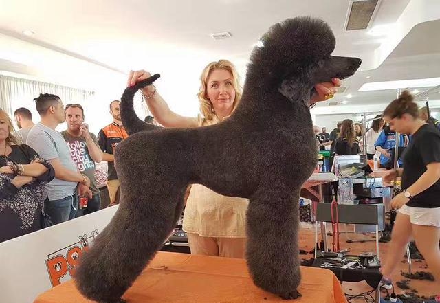 巨贵犬是不是和泰迪一样喜欢乱咬,养泰迪的3大痛苦养过的人都知道