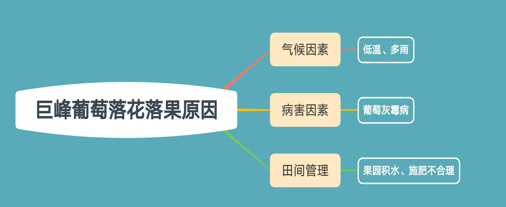 巨峰葡萄如何防落花落果大小粒,巨峰葡萄落花落果