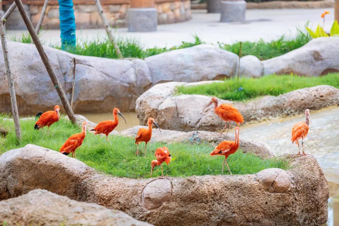 野生动物王国值不值得去,北方新开的动物王国